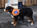 Blindenführhund