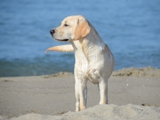 Hund am Meer