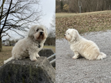 Assistenzhund