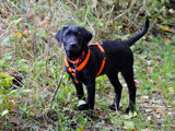 Selbstausbildung mit Hund