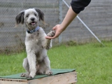 Hund gibt Pfote