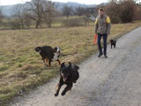 Marc Fehlmann mit drei Hunden auf Feldweg